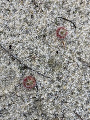 Drosera micrantha