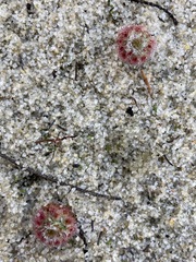 Drosera micrantha