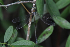 Lestes inaequalis