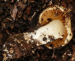 Cortinarius phalarus