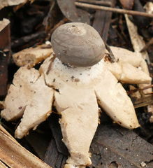 Geastrum pectinatum