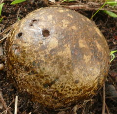 Pisolithus marmoratus