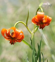Lilium carniolicum