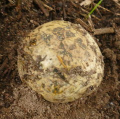 Pisolithus marmoratus