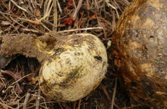 Pisolithus marmoratus