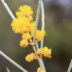 Acacia rigens