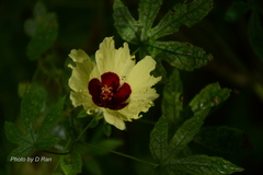 Hibiscus cannabinus