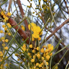 Acacia rigens
