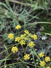 Bupleurum bicaule