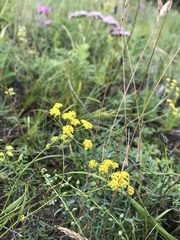 Bupleurum bicaule