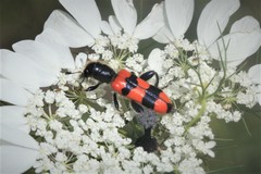 Trichodes crabroniformis