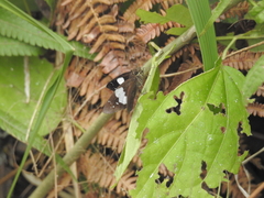 Notocrypta feisthamelii alinkara