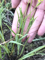 Bupleurum bicaule