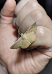 Cryptochrostis suppulchraria