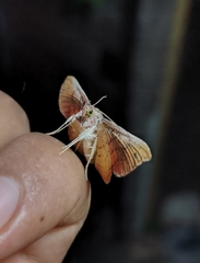 Cryptochrostis suppulchraria