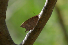 Anaea aidea