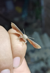 Cryptochrostis suppulchraria