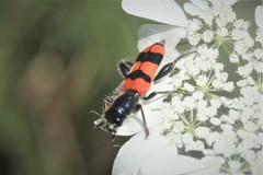 Trichodes crabroniformis