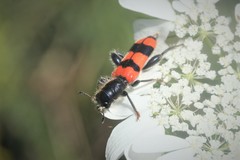 Trichodes crabroniformis