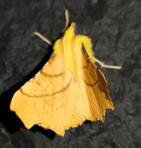 Canary-shouldered Thorn, 9166 RW Schiermonnikoog, Niederlande, photo 9 of 10