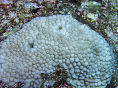 Hydnophora microconos