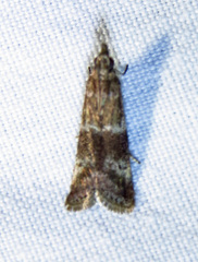 Moodna ostrinella
