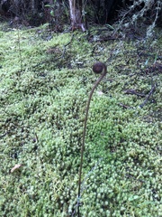 Pteridium esculentum