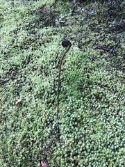 Pteridium esculentum