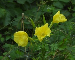 Oenothera oehlkersi