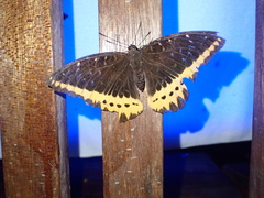 Lexias panopus