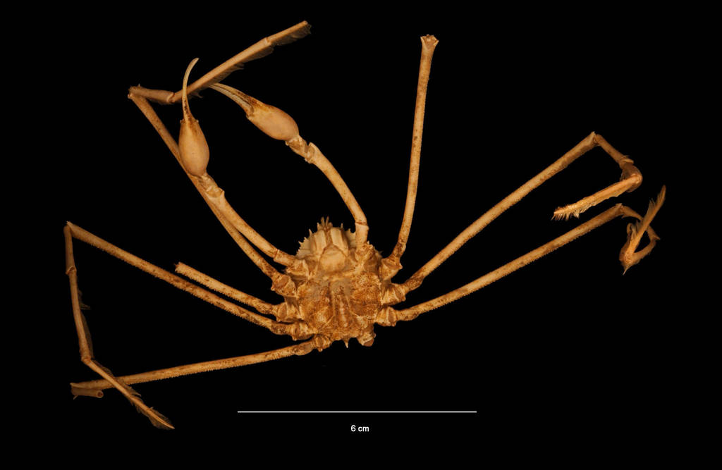 Anasimus