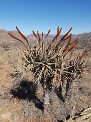 Aloe castanea