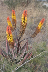 Aloe spectabilis
