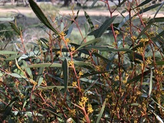 Eucalyptus leptophylla