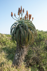 Aloe thraskii