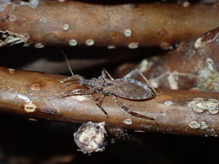 Lisarda rhypara