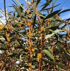 Eucalyptus leptophylla