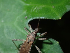 Lisarda rhypara