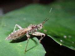 Lisarda rhypara