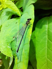 Onychargia atrocyana