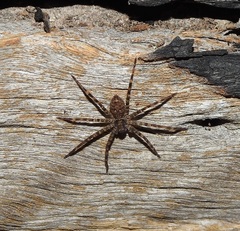 Heteropoda renibulbis