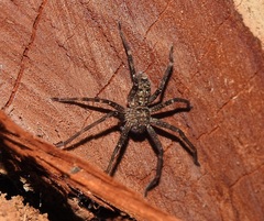 Heteropoda renibulbis