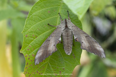 Marumba sperchius