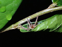 Storenomorpha