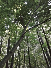 Acer tegmentosum