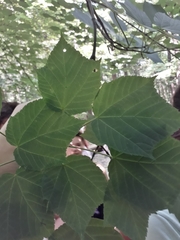 Acer tegmentosum