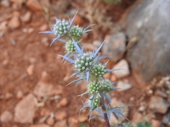 Eryngium dilatatum