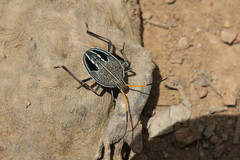 Poecilometis strigatus
