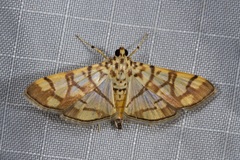 Pardomima distortana