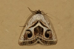 Cometaster pyrula